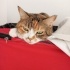 Şila tricolor kedi ve güvenli ve huzurlu yuvar arıyoruz fotoğraf