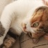 Şila tricolor kedi ve güvenli ve huzurlu yuvar arıyoruz fotoğraf