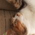 Şila tricolor kedi ve güvenli ve huzurlu yuvar arıyoruz fotoğraf