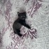 Evde buyutuldu temiz ev kedisi fotoğraf