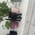 Evde buyutuldu temiz ev kedisi fotoğraf