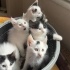 Sütlü kardeşler yuva arıyor fotoğraf