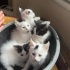 Sütlü kardeşler yuva arıyor fotoğraf