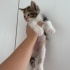 4 adet sağlıklı yavru kedi, uslu ve oyuncu fotoğraf