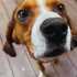Beagle Av yapamadı diye barınağa terk edildi fotoğraf