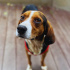 Beagle Av yapamadı diye barınağa terk edildi fotoğraf