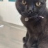 Siyah british shorthair kedimize yeni yuva arıyoruz fotoğraf