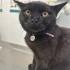 Siyah british shorthair kedimize yeni yuva arıyoruz fotoğraf
