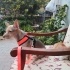 Ücretsiz sahiplenme küçücük irk acil yuva fotoğraf