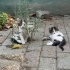 Yavru Kedi sahiplendiriyoruz fotoğraf