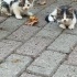 Yavru Kedi sahiplendiriyoruz fotoğraf