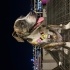 4 AYLIK DİŞİ YAVRU (FRANSIZ BULLDOG MELEZİ) fotoğraf