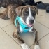 4 AYLIK DİŞİ YAVRU (FRANSIZ BULLDOG MELEZİ) fotoğraf