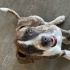 4 AYLIK DİŞİ YAVRU (FRANSIZ BULLDOG MELEZİ) fotoğraf