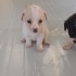 5 yavru 1 aylık terier Yuva arıyoruz fotoğraf