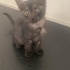 KÖPEĞİN AĞZINDAN KURTARILDIM SOKAĞA GİTMEK İSTEMİYORUM fotoğraf