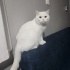 Pamuk güzeline yuva aranıyor fotoğraf