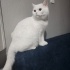 Pamuk güzeline yuva aranıyor fotoğraf