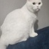 Pamuk güzeline yuva aranıyor fotoğraf