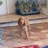 4 AYLIK AMERİKAN COCKER SPANIEL fotoğraf
