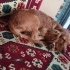 4 AYLIK AMERİKAN COCKER SPANIEL fotoğraf