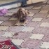 4 AYLIK AMERİKAN COCKER SPANIEL fotoğraf