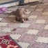 4 AYLIK AMERİKAN COCKER SPANIEL fotoğraf