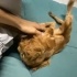 4 AYLIK AMERİKAN COCKER SPANIEL fotoğraf