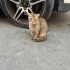 Cins Kedi Sokağa Atılmış Acil Yuva fotoğraf