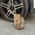 Cins Kedi Sokağa Atılmış Acil Yuva fotoğraf