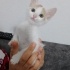 İKİ AYLIK, DİŞİ, MİNİK KUZU fotoğraf