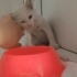 İKİ AYLIK, ERKEK KUZU fotoğraf