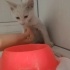 İKİ AYLIK, ERKEK KUZU fotoğraf