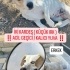 1.5-YAŞLARINDA BEAGİ  ( BEAGLE - CORGİ) MELEZİ fotoğraf