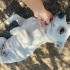 1.5-YAŞLARINDA BEAGİ  ( BEAGLE - CORGİ) MELEZİ fotoğraf