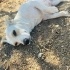 1.5-YAŞLARINDA BEAGİ  ( BEAGLE - CORGİ) MELEZİ fotoğraf
