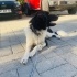 Border Collie 8 aylık yuva arıyoruz fotoğraf