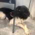 Border Collie 8 aylık yuva arıyoruz fotoğraf