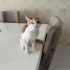 SEVİMLİ YAVRUMUZA ACİL YUVA ARIYORUZ fotoğraf
