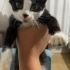 Çok cana yakın oyuncu bir kedi