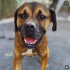Boxer Mocca ailesini arıyor fotoğraf