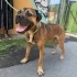 Boxer Mocca ailesini arıyor fotoğraf