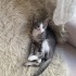 Acil yuva aranıyor fotoğraf