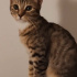 Acil Yuva Aranıyor Yavru Kedi! fotoğraf