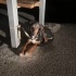 Kobay av köpeği yuva arıyoruz fotoğraf