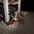Kobay av köpeği yuva arıyoruz fotoğraf