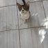 Ev kedisi olmaya hazır çok sevimli bir yavru fotoğraf