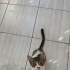 Ev kedisi olmaya hazır çok sevimli bir yavru fotoğraf