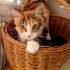 CANAYAKIN ZEKİ SEVECEN YUMUŞACIK BEBEĞİMİZ İÇİN AİLE OLUR MUSUNUZ? fotoğraf
