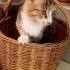 CANAYAKIN ZEKİ SEVECEN YUMUŞACIK BEBEĞİMİZ İÇİN AİLE OLUR MUSUNUZ? fotoğraf